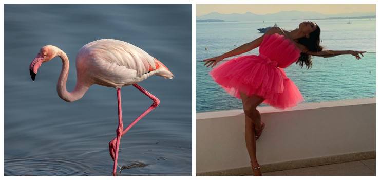 flamingo pose star in posa come fenicotteri