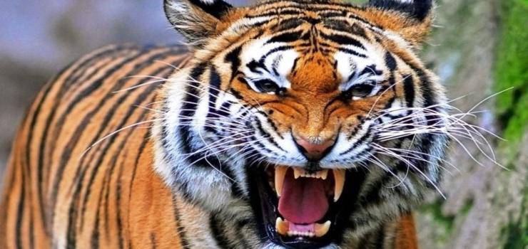 tigri uccidono domatore al circo orfei
