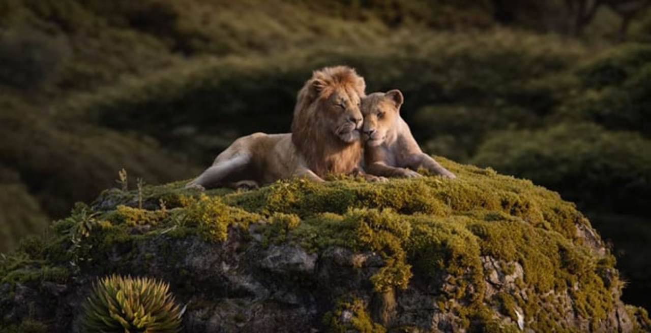 Il Lupo E Il Leone Dove Vederlo