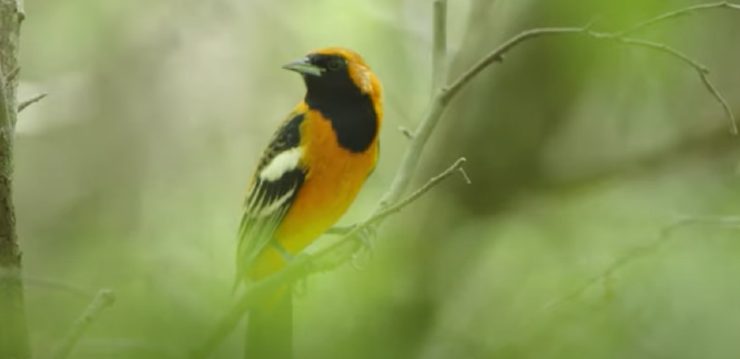 Birders uccelli migratori