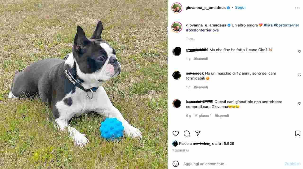 Amadeus giovanna civitlllo cane