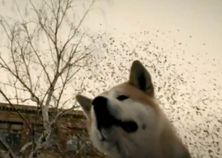 hachiko