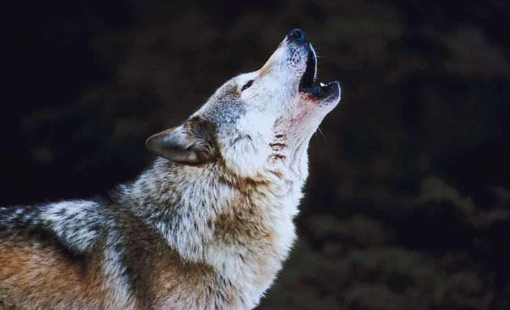 lupo